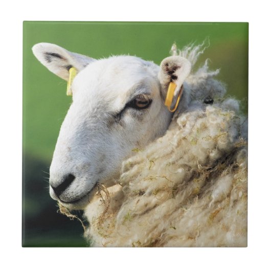 NIEDLICHE SCHUHE FLIESE (Vorderseite)