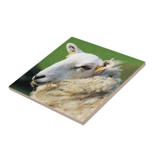 NIEDLICHE SCHUHE FLIESE (Seite)