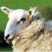 NIEDLICHE SCHUHE FLIESE