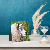 NIEDLICHE SCHUHE FOTOPLATTE (InSitu)