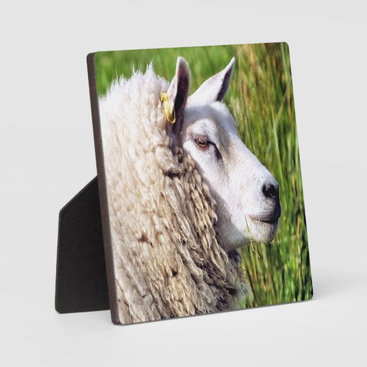 NIEDLICHE SCHUHE FOTOPLATTE (Vorderseite)