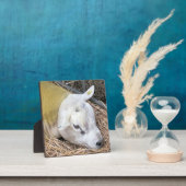 NIEDLICHE SCHUHE FOTOPLATTE (InSitu)