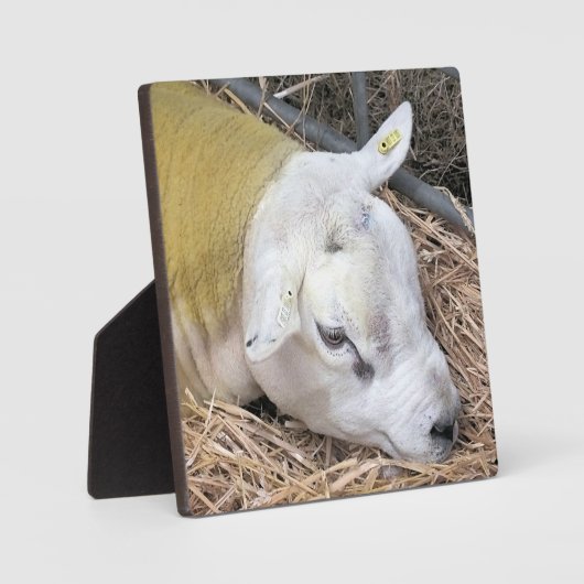 NIEDLICHE SCHUHE FOTOPLATTE (Vorderseite)