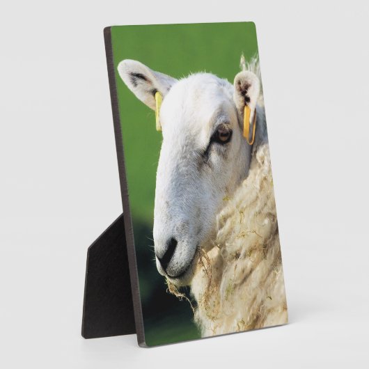 NIEDLICHE SCHUHE FOTOPLATTE (Seite)