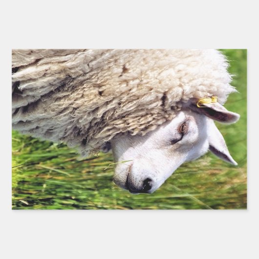 NIEDLICHE SCHUHE GESCHENKPAPIER SET (Vorderseite)