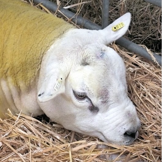 NIEDLICHE SCHUHE GESCHENKPAPIER SET