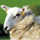 NIEDLICHE SCHUHE GESCHENKPAPIER SET