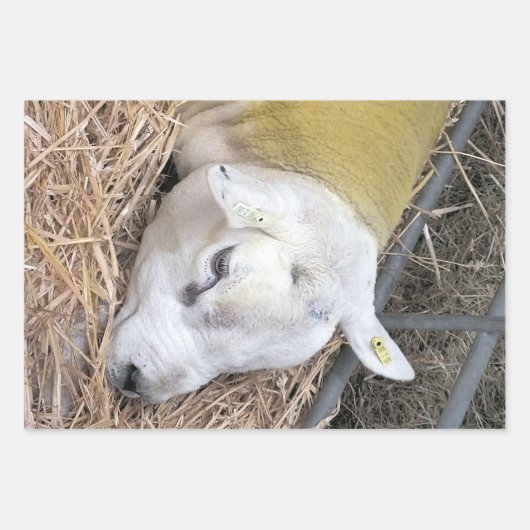 NIEDLICHE SCHUHE GESCHENKPAPIER SET (Vorderseite 3)