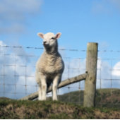 NIEDLICHE SCHUHE GROßE GESCHENKTÜTE