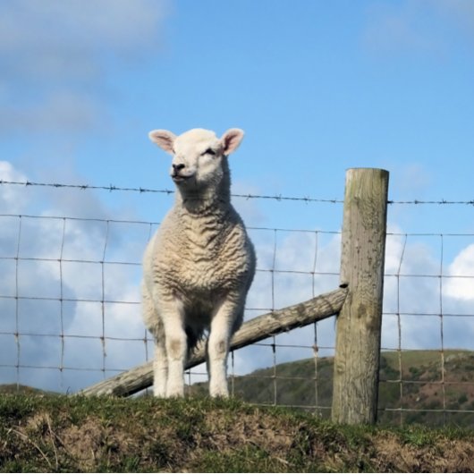 NIEDLICHE SCHUHE GROßE GESCHENKTÜTE