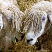 NIEDLICHE SCHUHE KAFFEETASSE