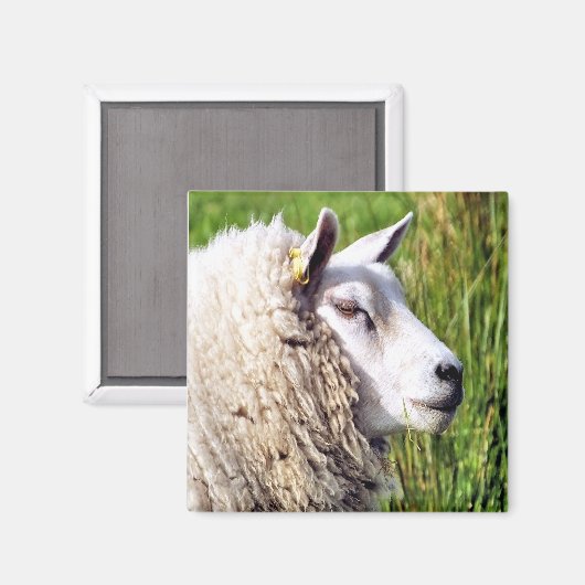 NIEDLICHE SCHUHE MAGNET (Vorderseite/Rückseite)