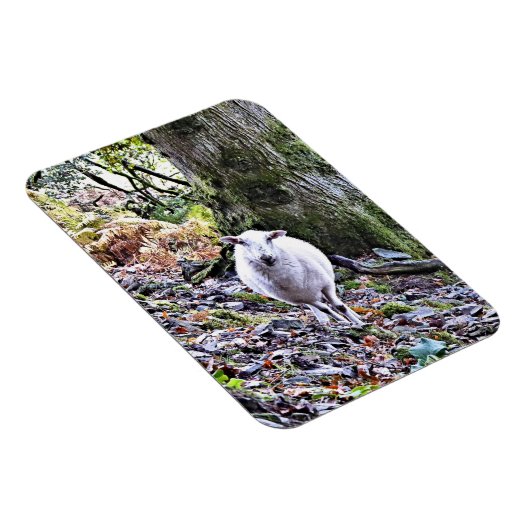 NIEDLICHE SCHUHE MAGNET (Rechte Seite)