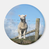 NIEDLICHE SCHUHE MAGNET (Vorne)