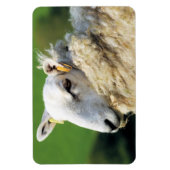 NIEDLICHE SCHUHE MAGNET (Vertikal)