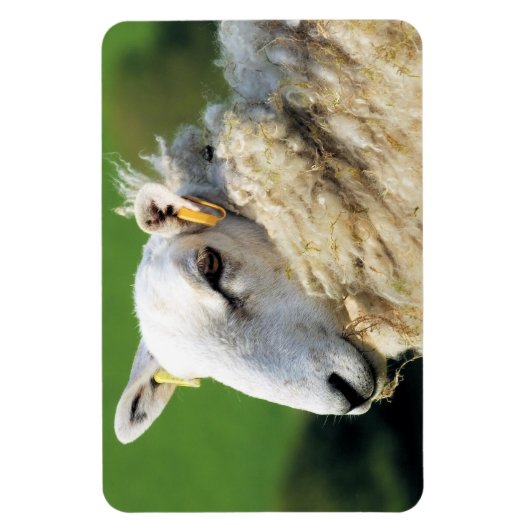 NIEDLICHE SCHUHE MAGNET (Vertikal)