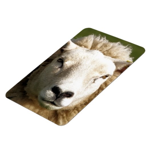 NIEDLICHE SCHUHE MAGNET (Linke Seite)