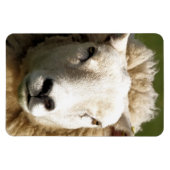 NIEDLICHE SCHUHE MAGNET (Horizontal)