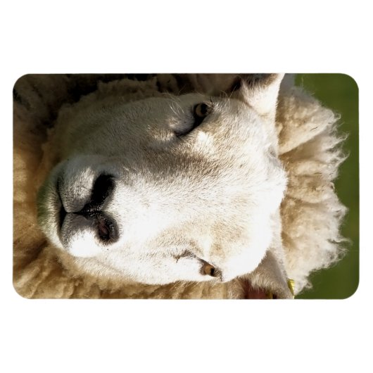 NIEDLICHE SCHUHE MAGNET (Horizontal)