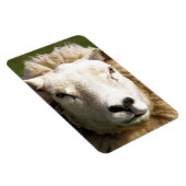 NIEDLICHE SCHUHE MAGNET (Rechte Seite)