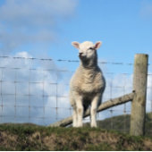 NIEDLICHE SCHUHE PAPPTELLER