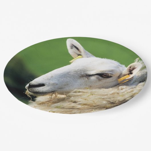 NIEDLICHE SCHUHE PAPPTELLER (Schrägansicht)