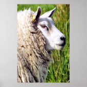 NIEDLICHE SCHUHE POSTER (Vorne)