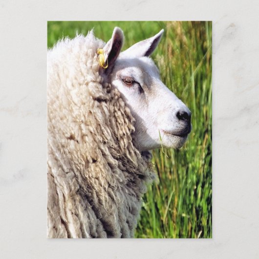 NIEDLICHE SCHUHE POSTKARTE (Vorderseite)