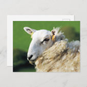 NIEDLICHE SCHUHE POSTKARTE (Vorne/Hinten)