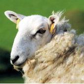 NIEDLICHE SCHUHE RECHTECKIGER AUFKLEBER