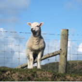NIEDLICHE SCHUHE SCHREIBTISCHUNTERLAGE