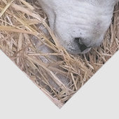 NIEDLICHE SCHUHE SEIDENPAPIER (Detail)