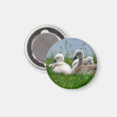 Niedliche Schwanenbabys - Magnet (Vorderseite/Rückseite)