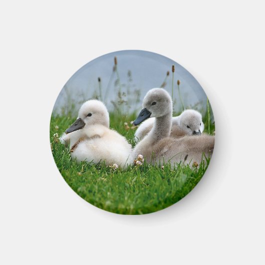 Niedliche Schwanenbabys - Magnet (Vorne)