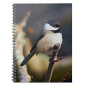 Niedliche, schwarz gekappte Chickade auf Zweig Notizblock (Vorderseite)