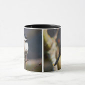 Niedliche, schwarz gekappte Chickade auf Zweig Tasse (Zentrum)