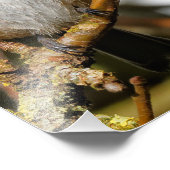 Niedliche, schwarz gekappte Chickade im Baum Fotodruck (Ecke)