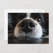 Niedliche Schwarz-Weiß-Border-Collie-Nose und Auge Postkarte (Vorne/Hinten)