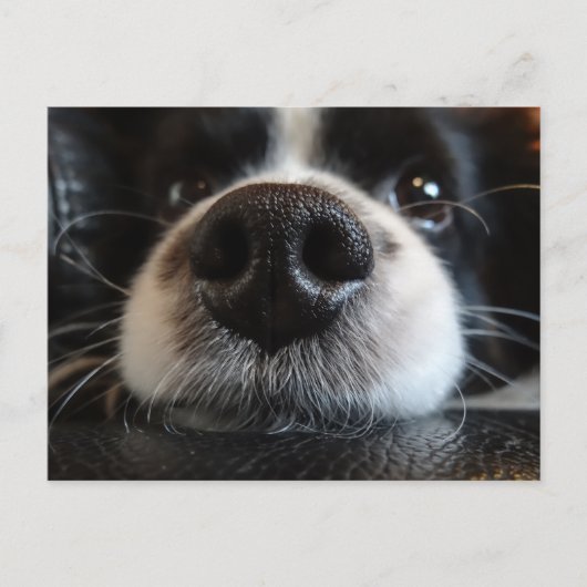 Niedliche Schwarz-Weiß-Border-Collie-Nose und Auge Postkarte (Vorderseite)