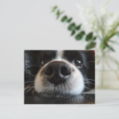 Niedliche Schwarz-Weiß-Border-Collie-Nose und Auge Postkarte (Stehend Vorderseite)