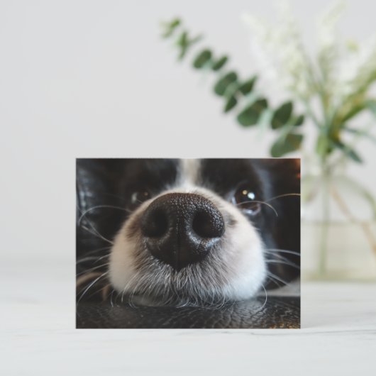 Niedliche Schwarz-Weiß-Border-Collie-Nose und Auge Postkarte (Stehend Vorderseite)