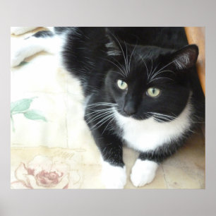 Niedliche Schwarz-Weiß-Katze Poster