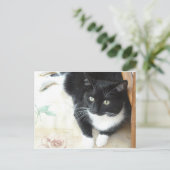 Niedliche Schwarz-Weiß-Katze Postkarte (Stehend Vorderseite)