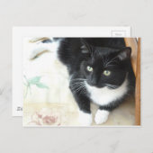 Niedliche Schwarz-Weiß-Katze Postkarte (Vorne/Hinten)