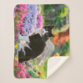 Niedliche Schwarz-weiße Katze in einem farbenfrohe Sherpadecke (Vorderseite)