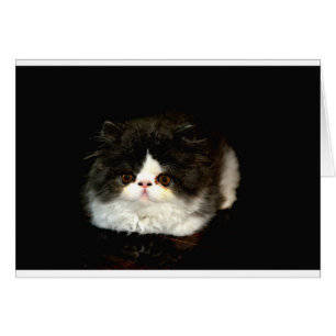 Niedliche Schwarz-weiße Katzenkatze