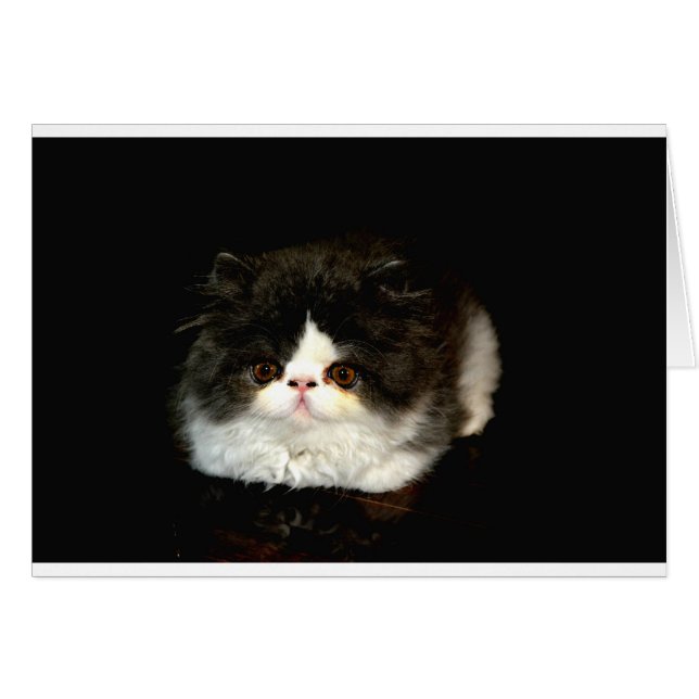 Niedliche Schwarz-weiße Katzenkatze (Vorderseite (Horizontal))