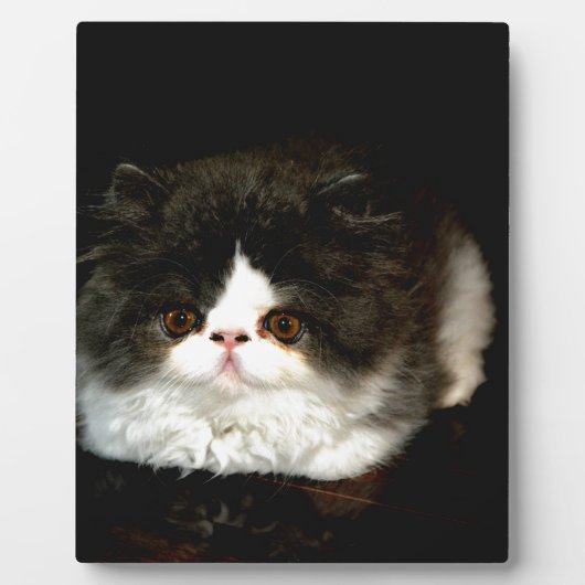 Niedliche Schwarz-weiße Katzenkatze Fotoplatte (Vorderseite)