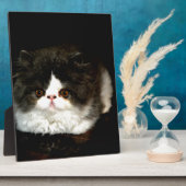 Niedliche Schwarz-weiße Katzenkatze Fotoplatte (Seite)