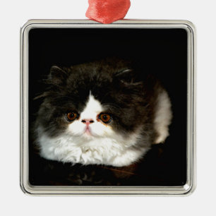 Niedliche Schwarz-weiße Katzenkatze Silbernes Ornament